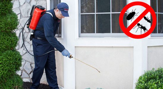 Çay Fare İlaçlama böcek ilaçlama ve haşere kontrolü — ilaclama-tr.com